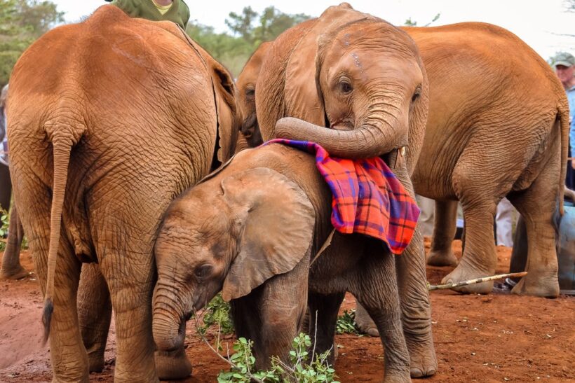 Daphne Sheldrick Elephant Orphanage Tena Connections 